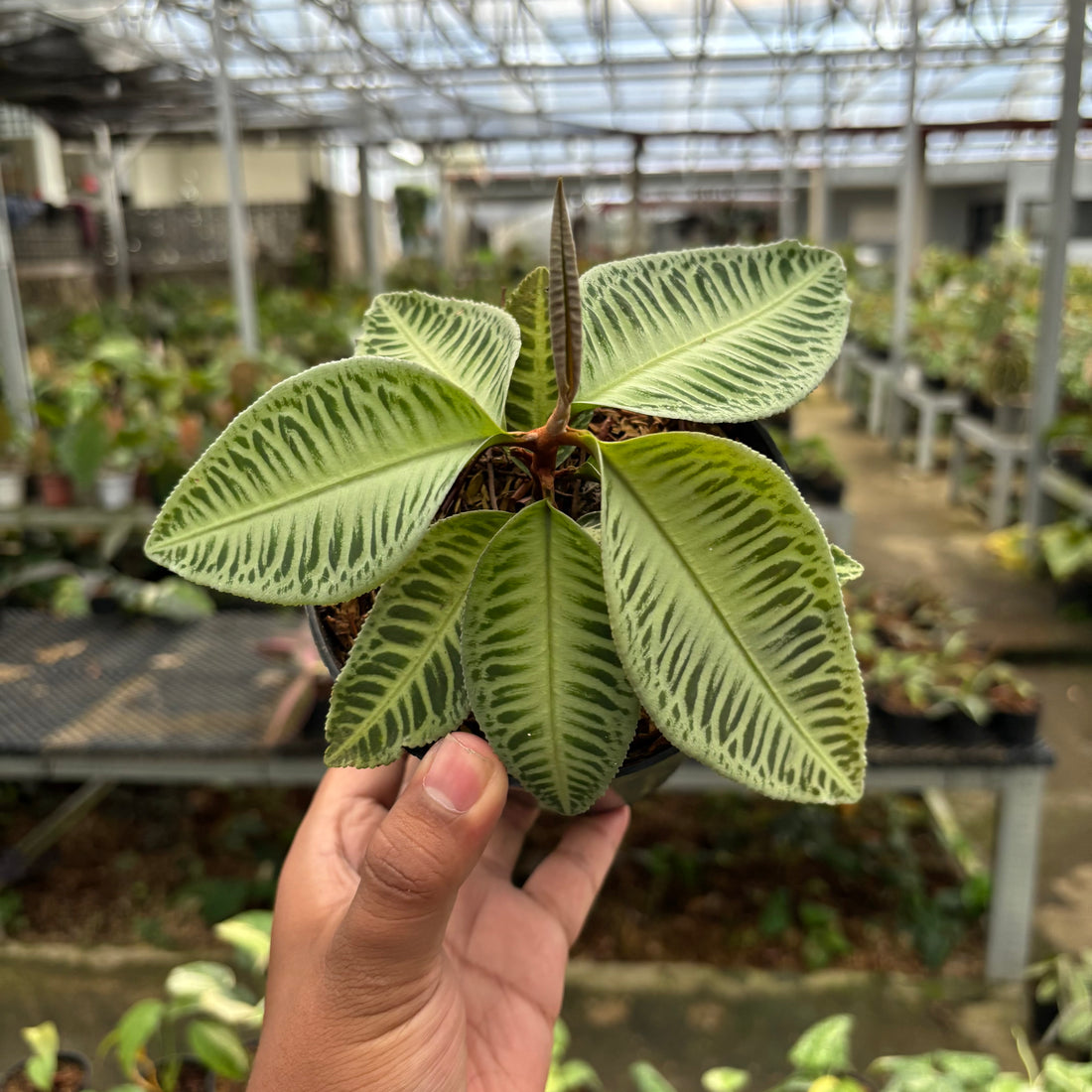 Labisia Green Rare Patern