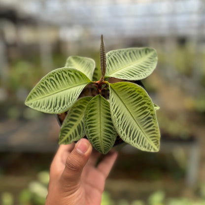 Labisia Green Rare Patern