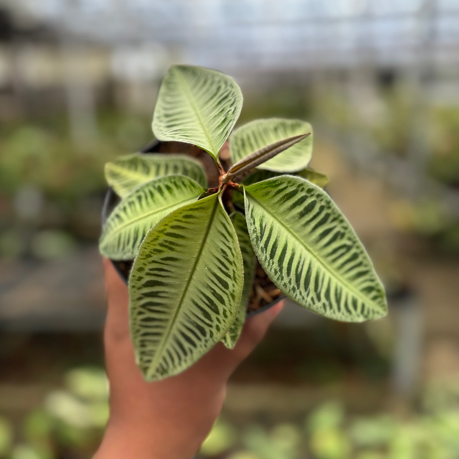 Labisia Green Rare Patern