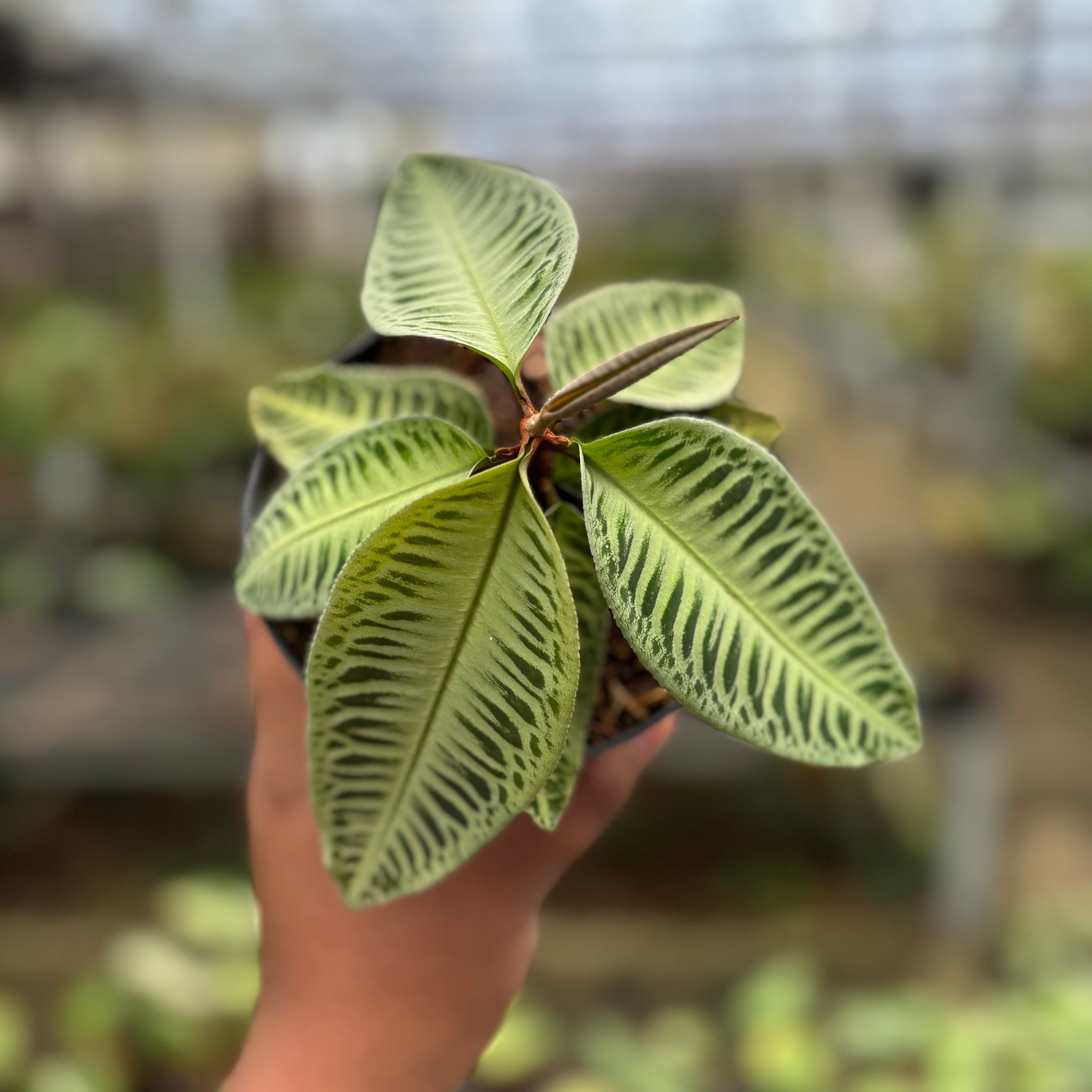 Labisia Green Rare Patern