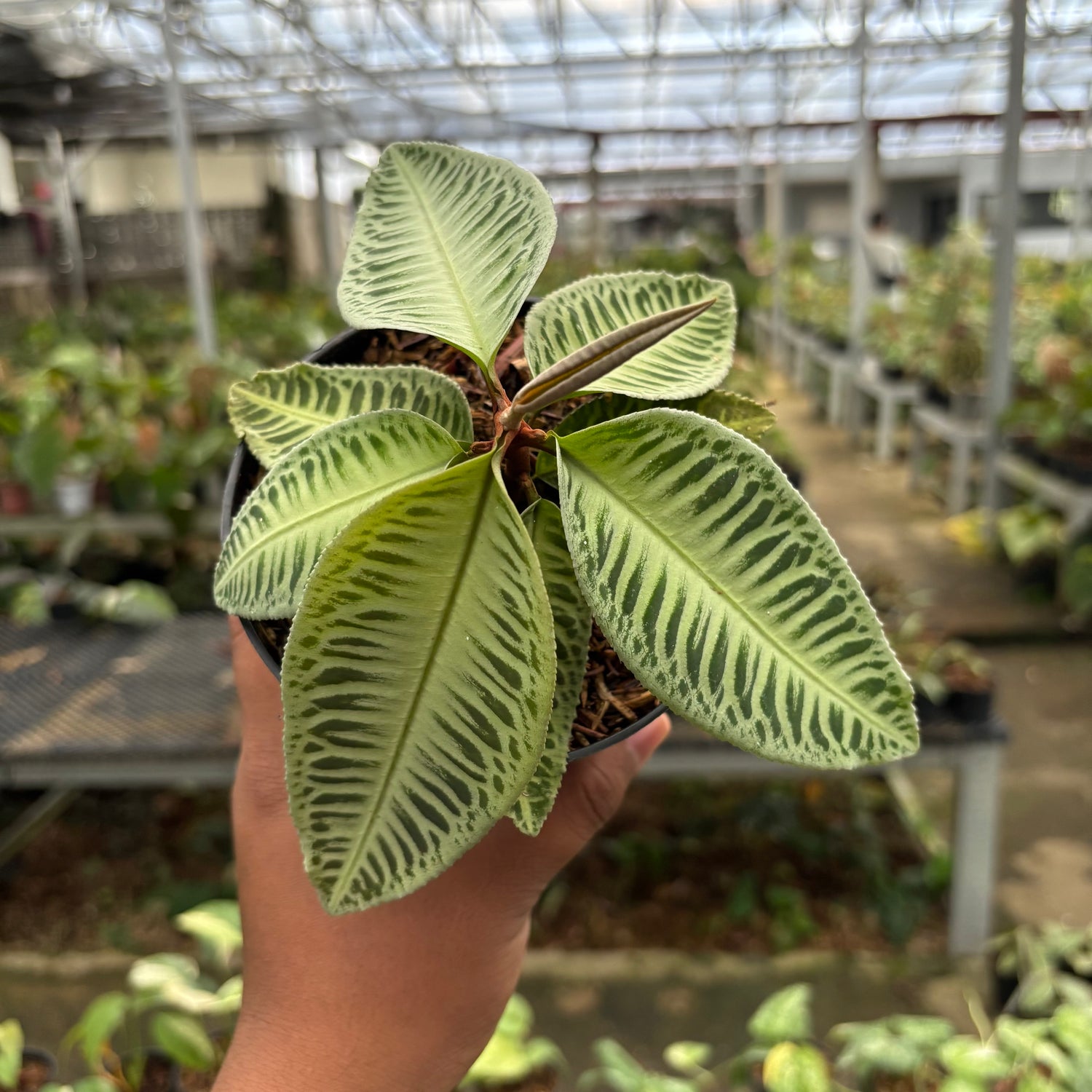 Labisia Green Rare Patern