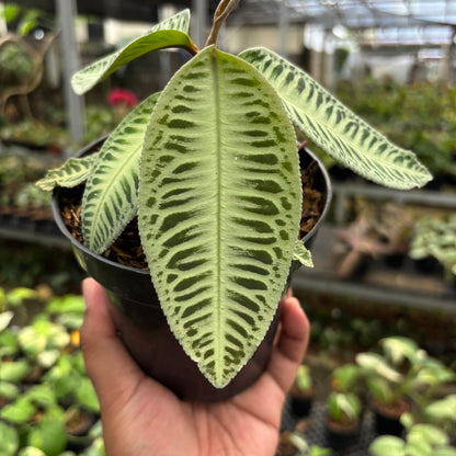 Labisia Green Rare Patern