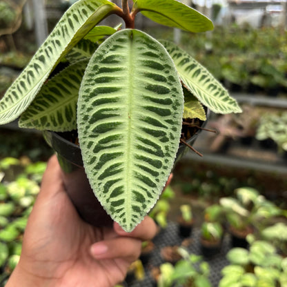 Labisia Green Rare Patern