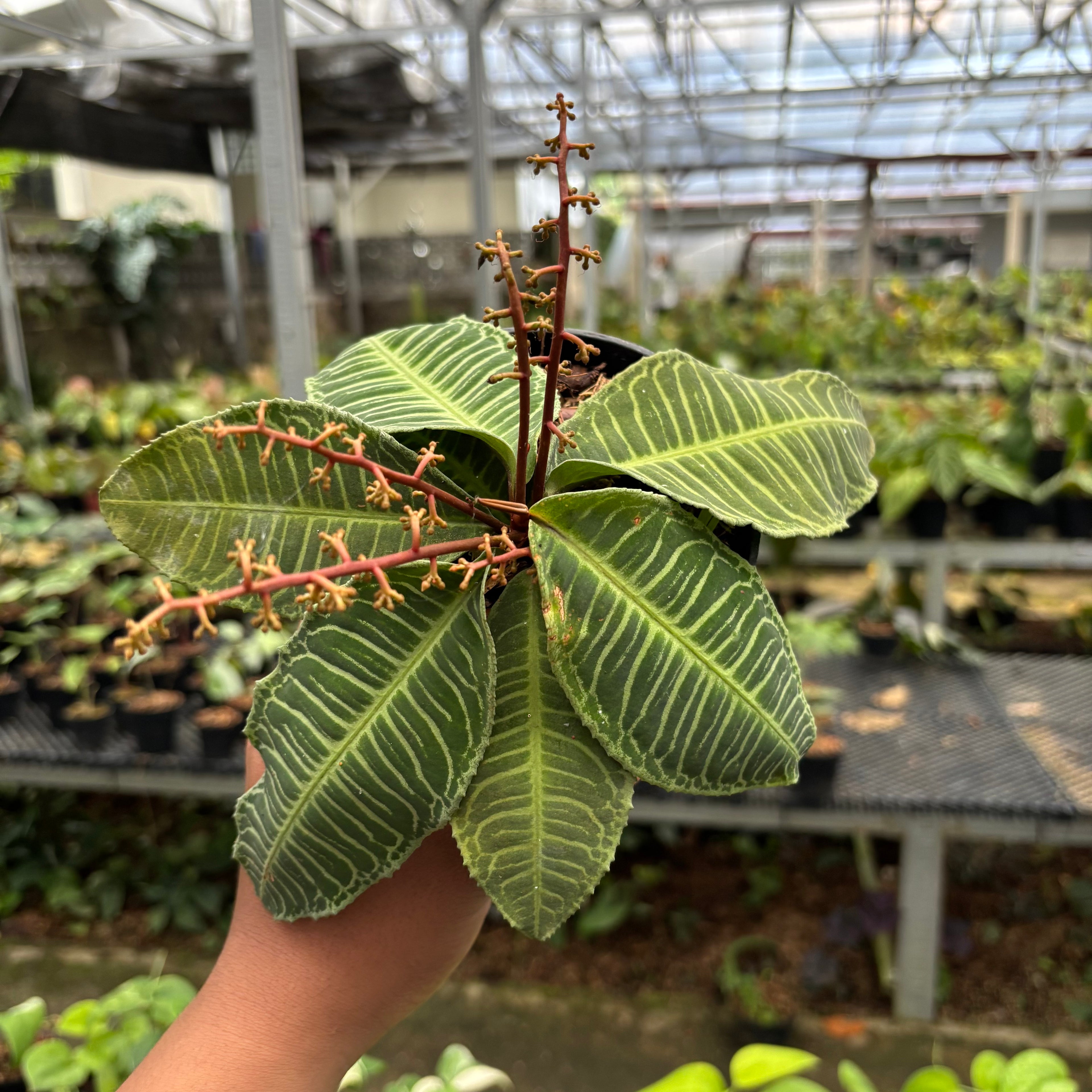 Labisia Green Selected