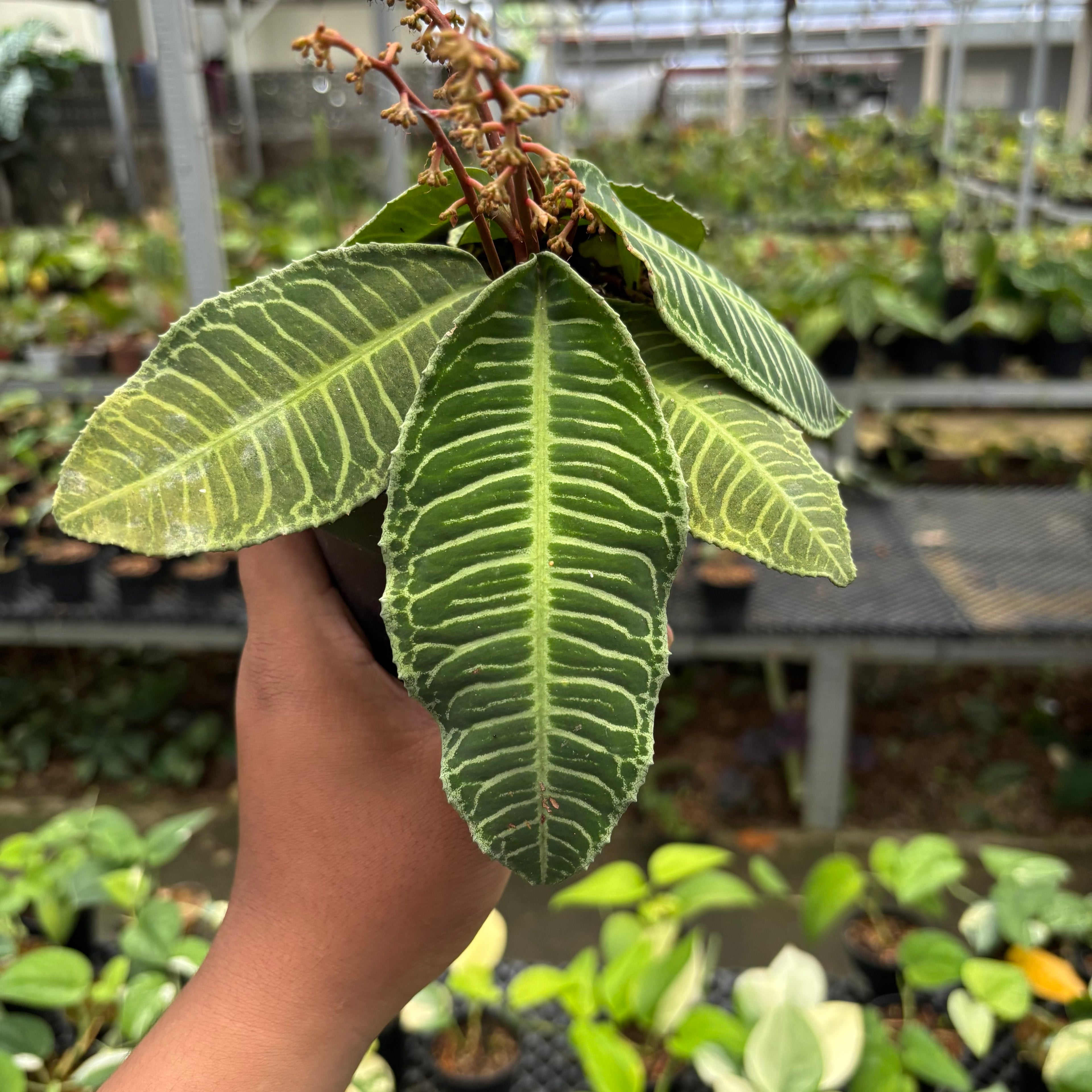 Labisia Green Selected