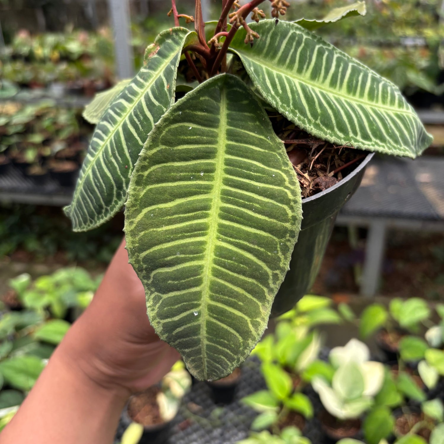 Labisia Green Selected