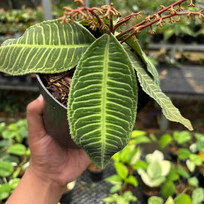 Labisia Green Selected