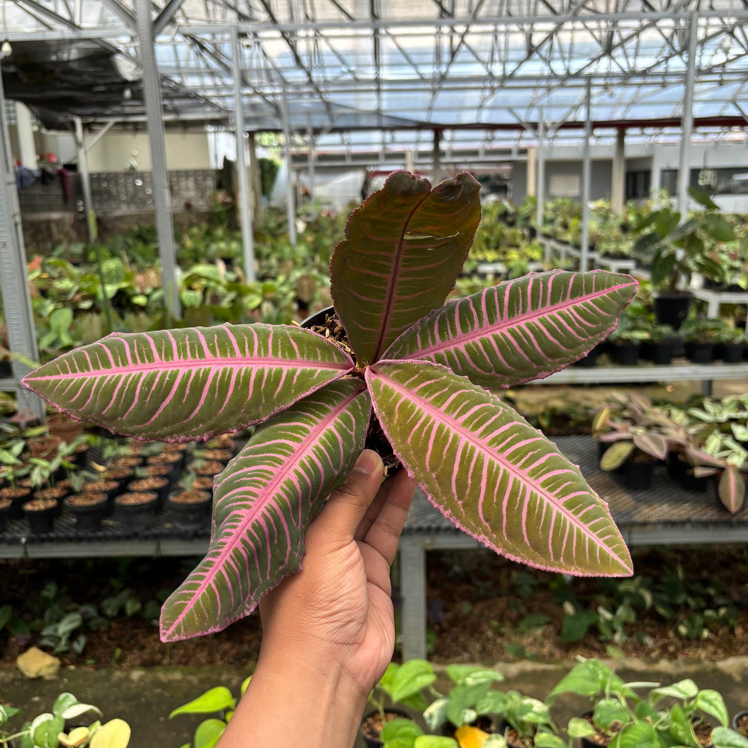Labisia Pink Rare Patern