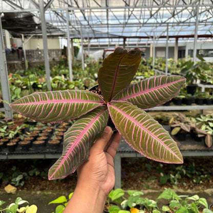 Labisia Pink Rare Patern