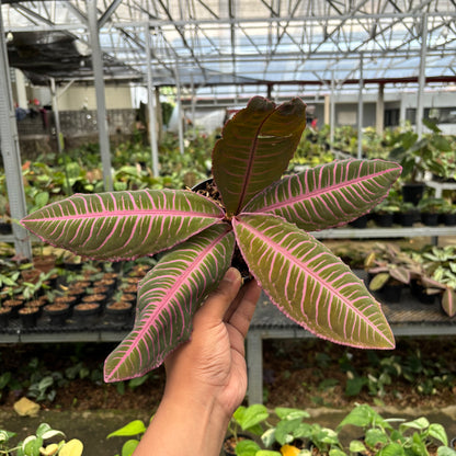 Labisia Pink Rare Patern
