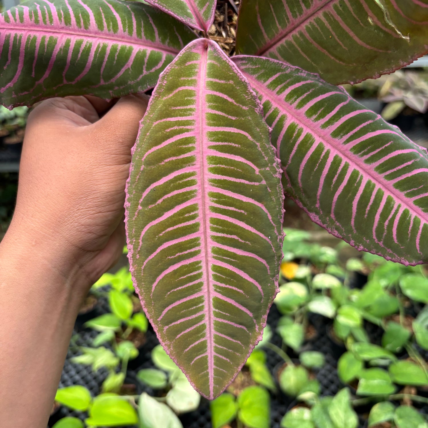 Labisia Pink Rare Patern