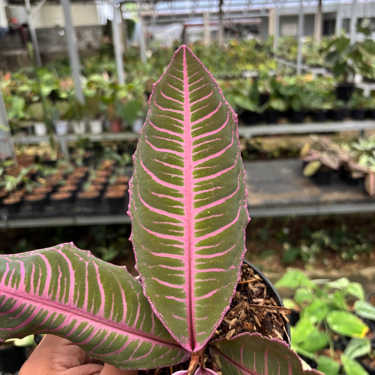 Labisia Pink Rare Patern