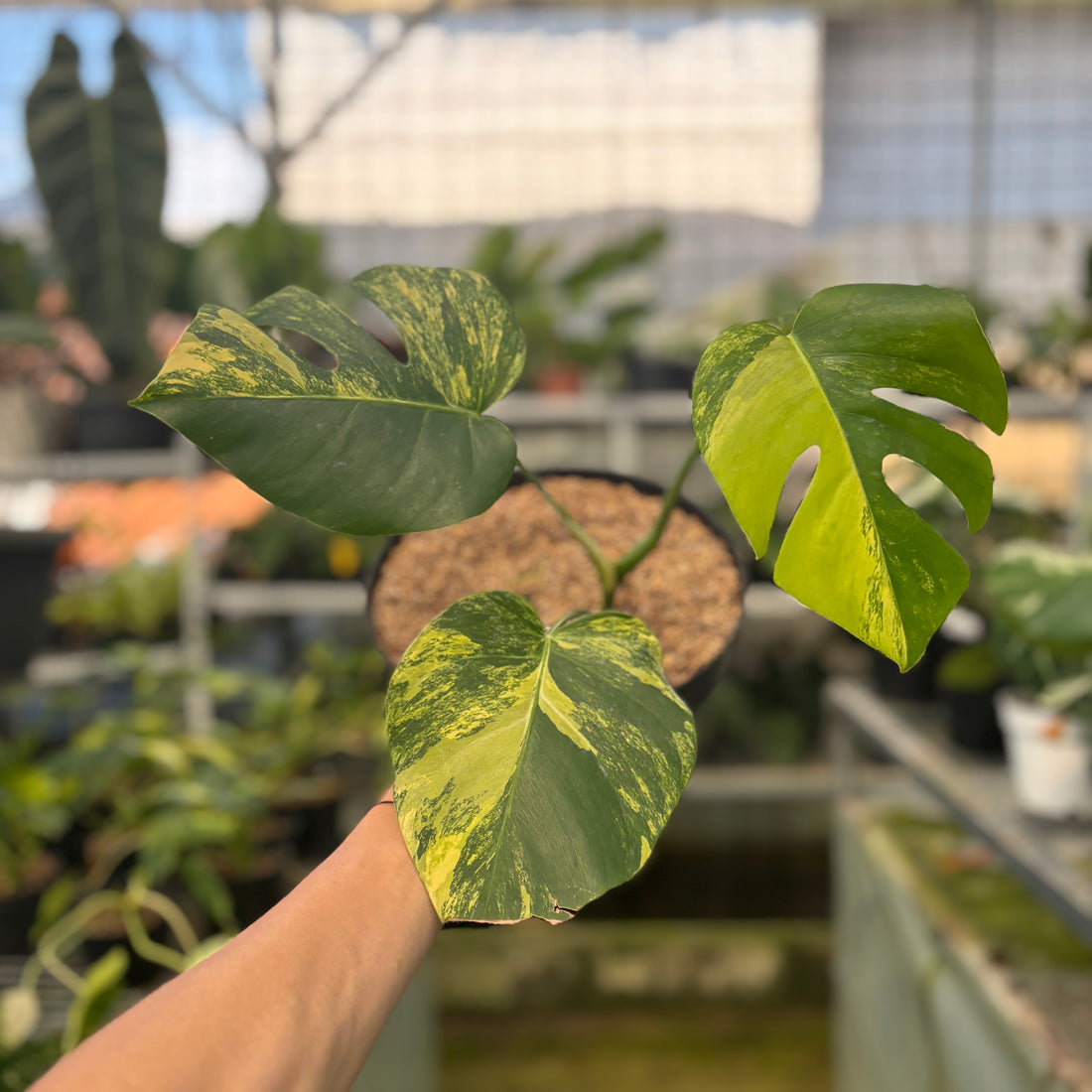Monstera yellow variegated "Marmorata"