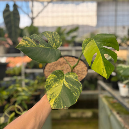 Monstera yellow variegated "Marmorata"