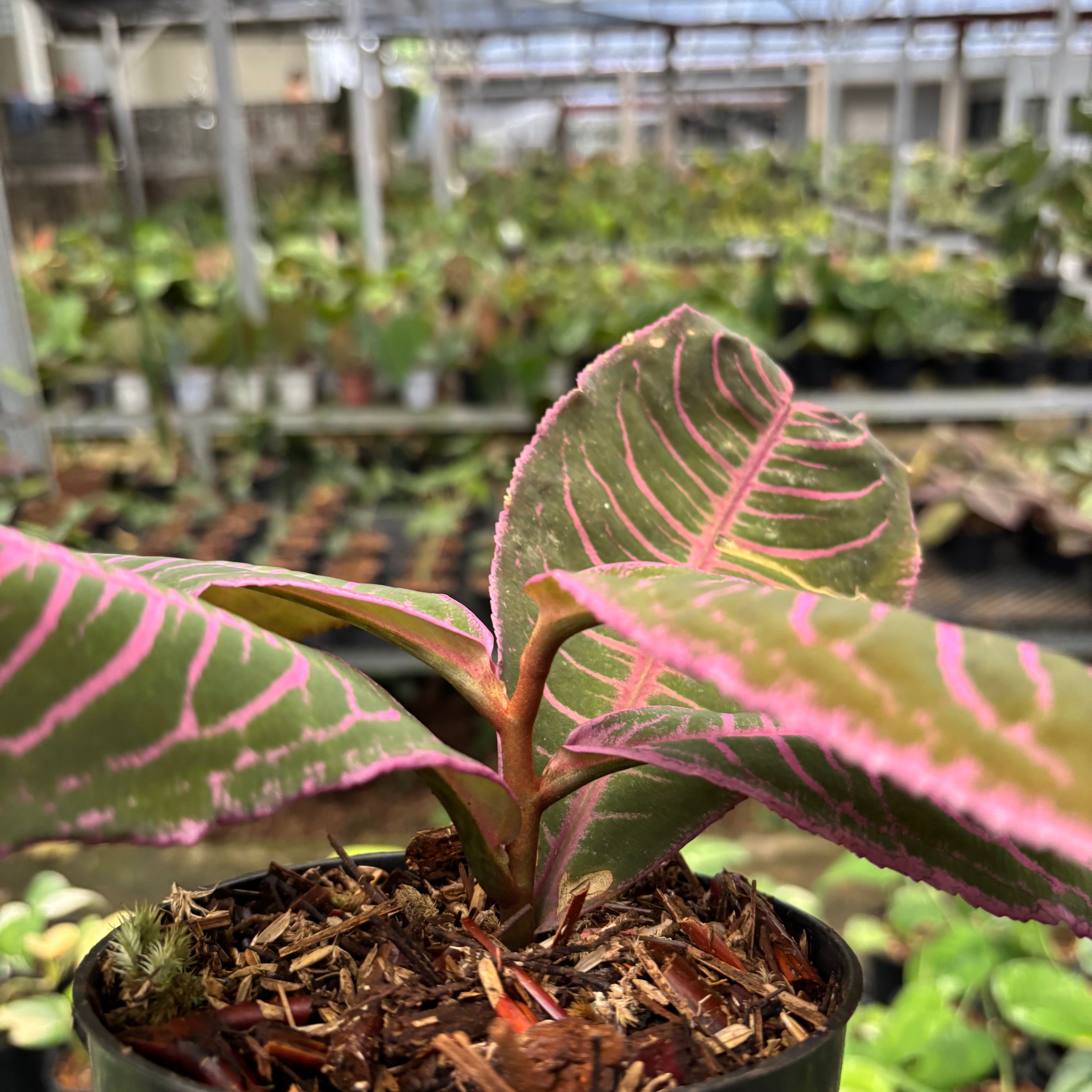 Labisia Pink Rare Patern