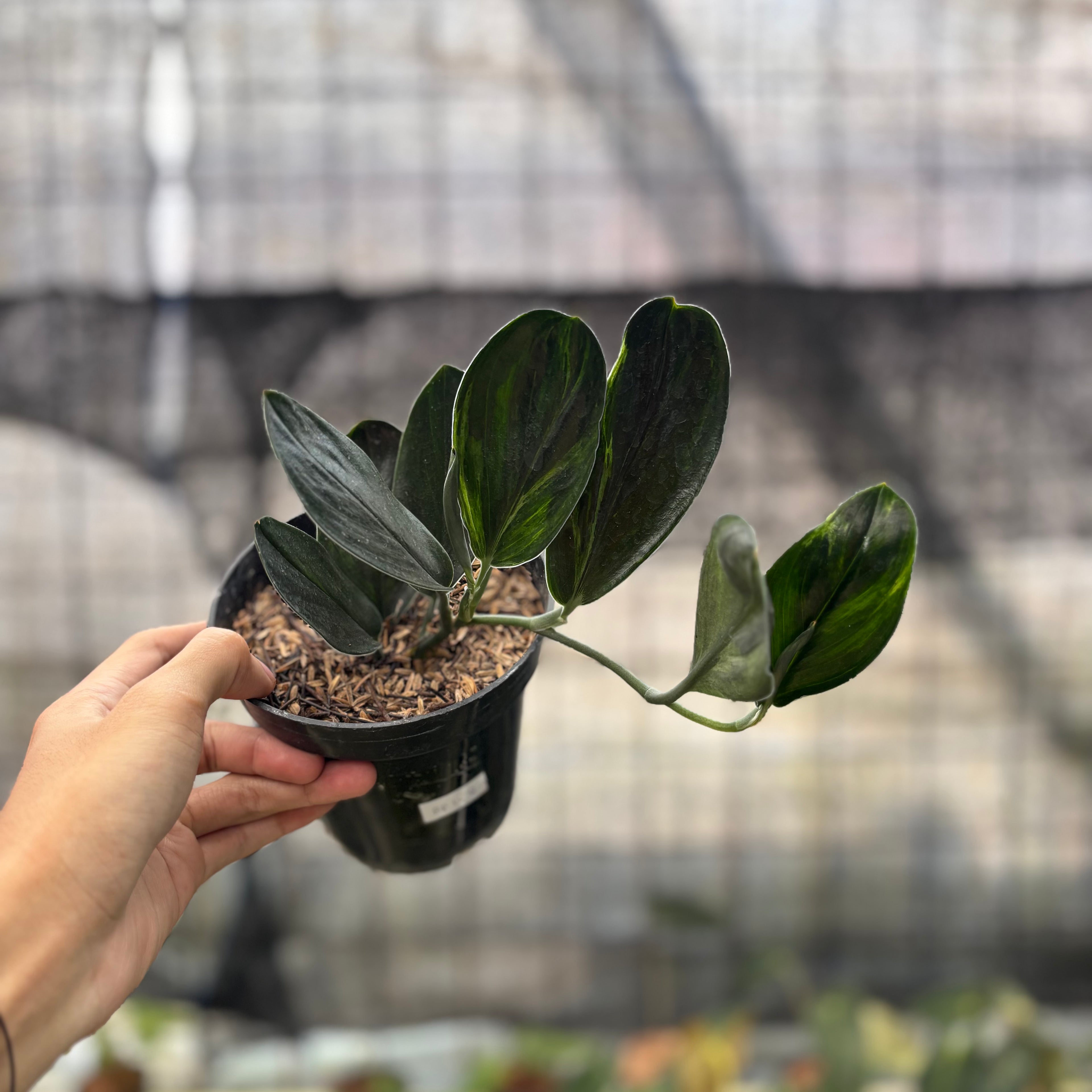 RP1-8 Scindapsus Treaubi Black