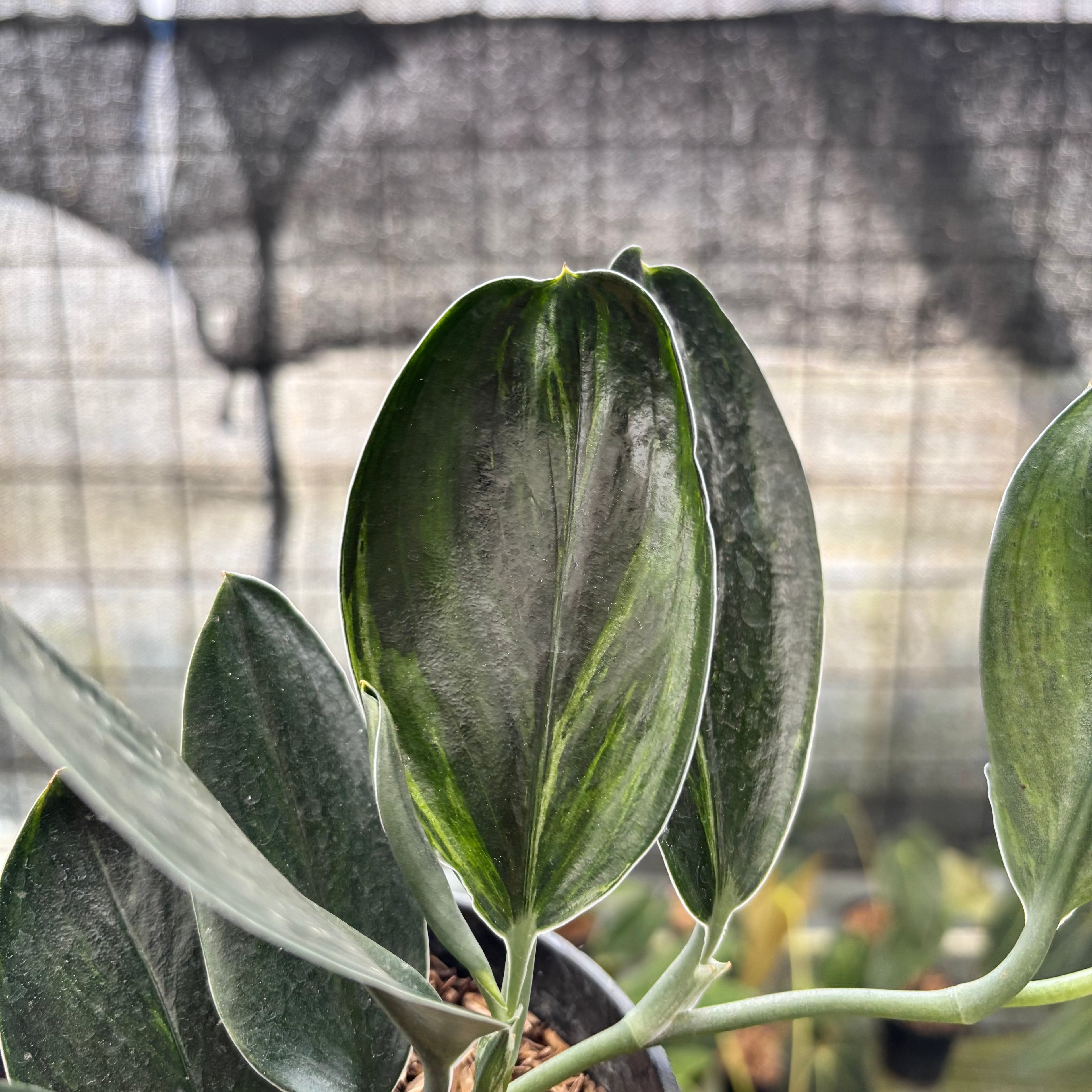 RP1-8 Scindapsus Treaubi Black