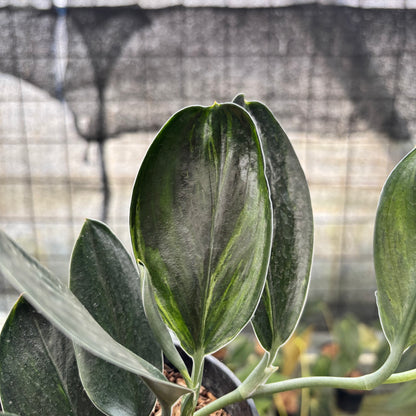 RP1-8 Scindapsus Treaubi Black