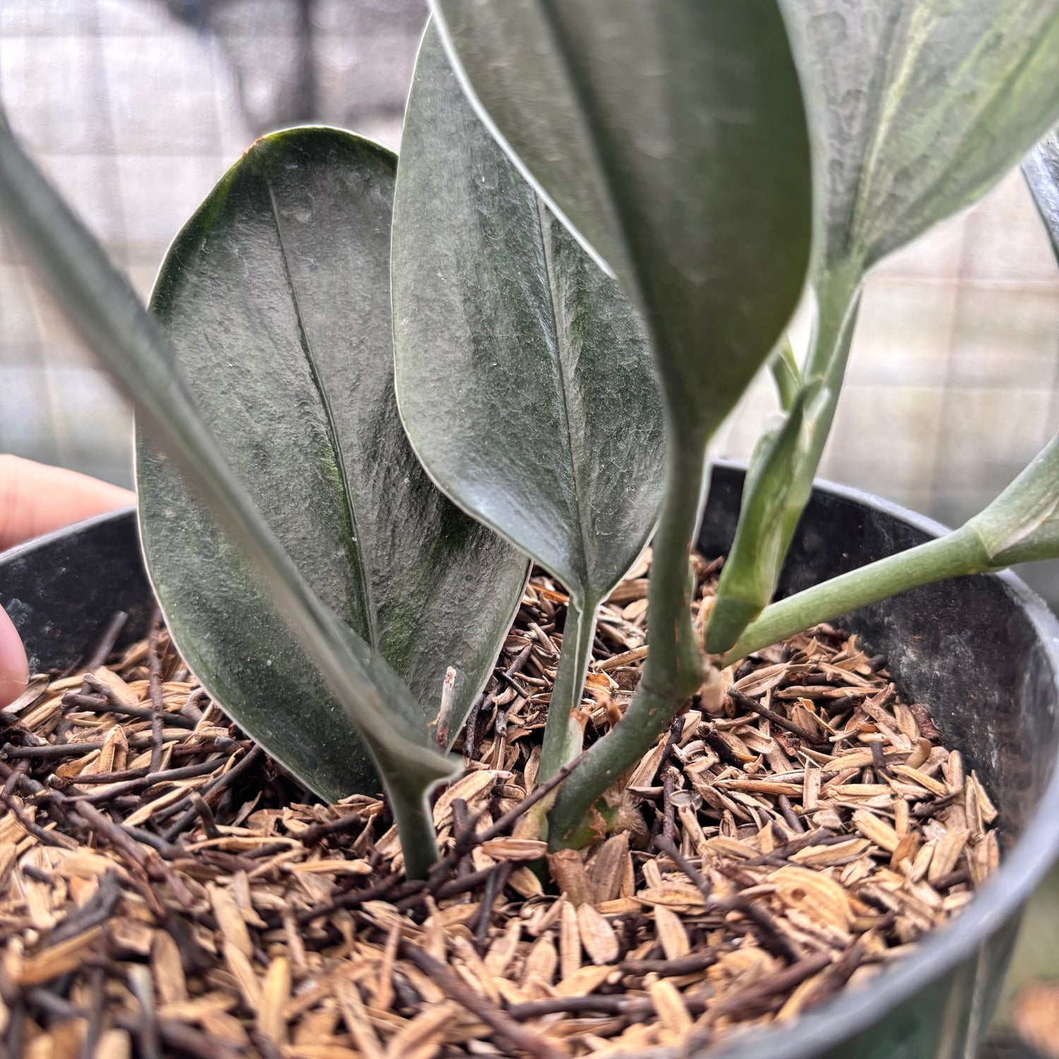RP1-8 Scindapsus Treaubi Black