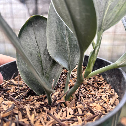 RP1-8 Scindapsus Treaubi Black