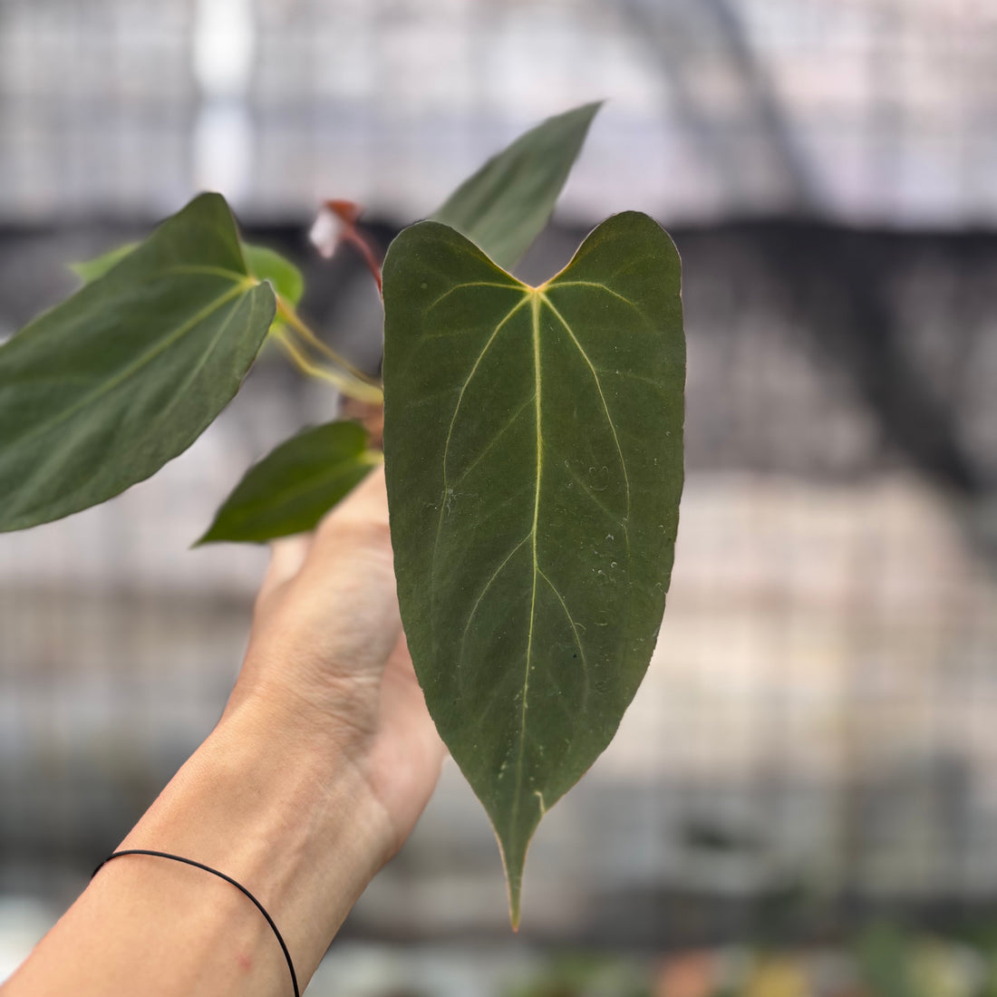 RP2-8 Anthurium Fortsherman x GOG