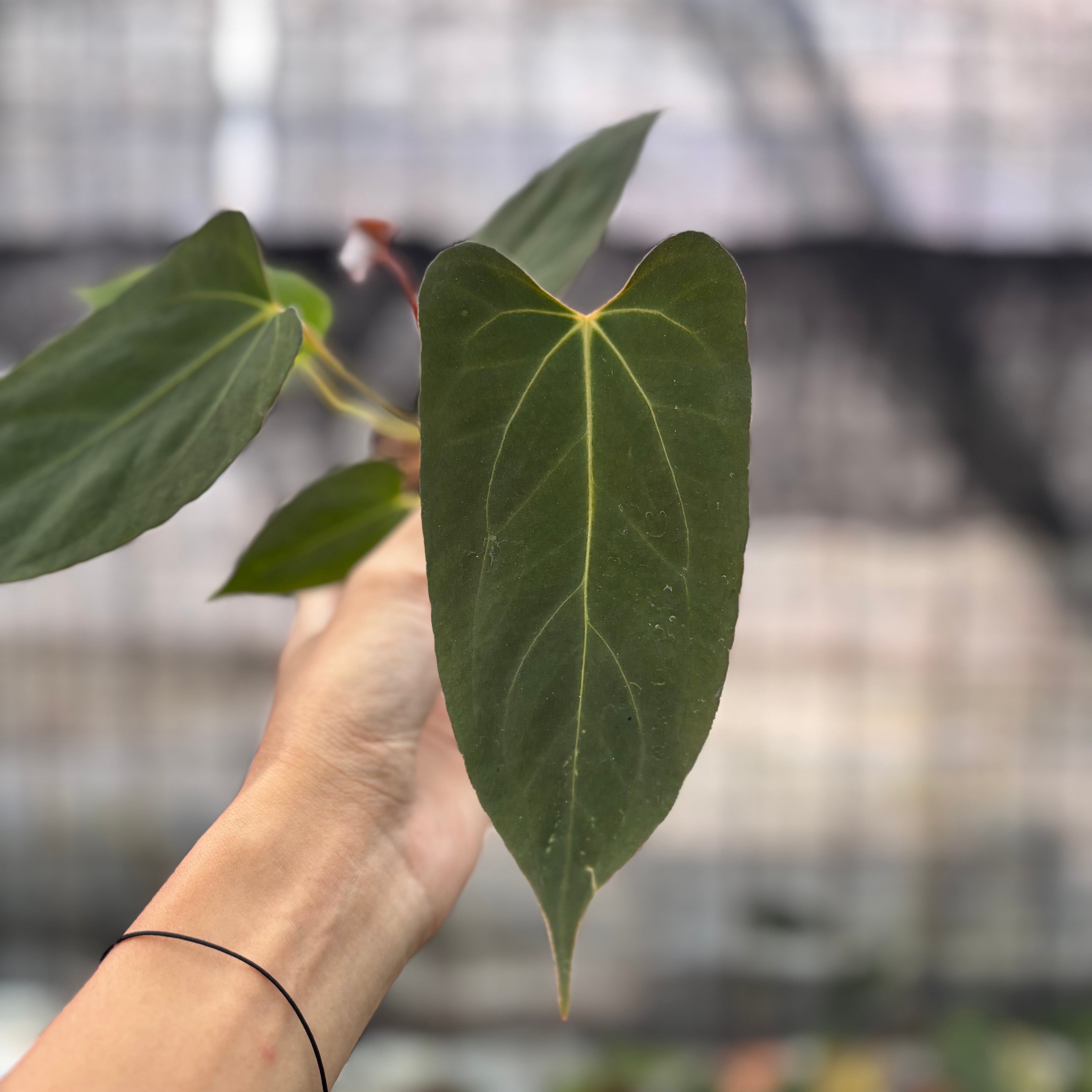 RP2-8 Anthurium Fortsherman x GOG