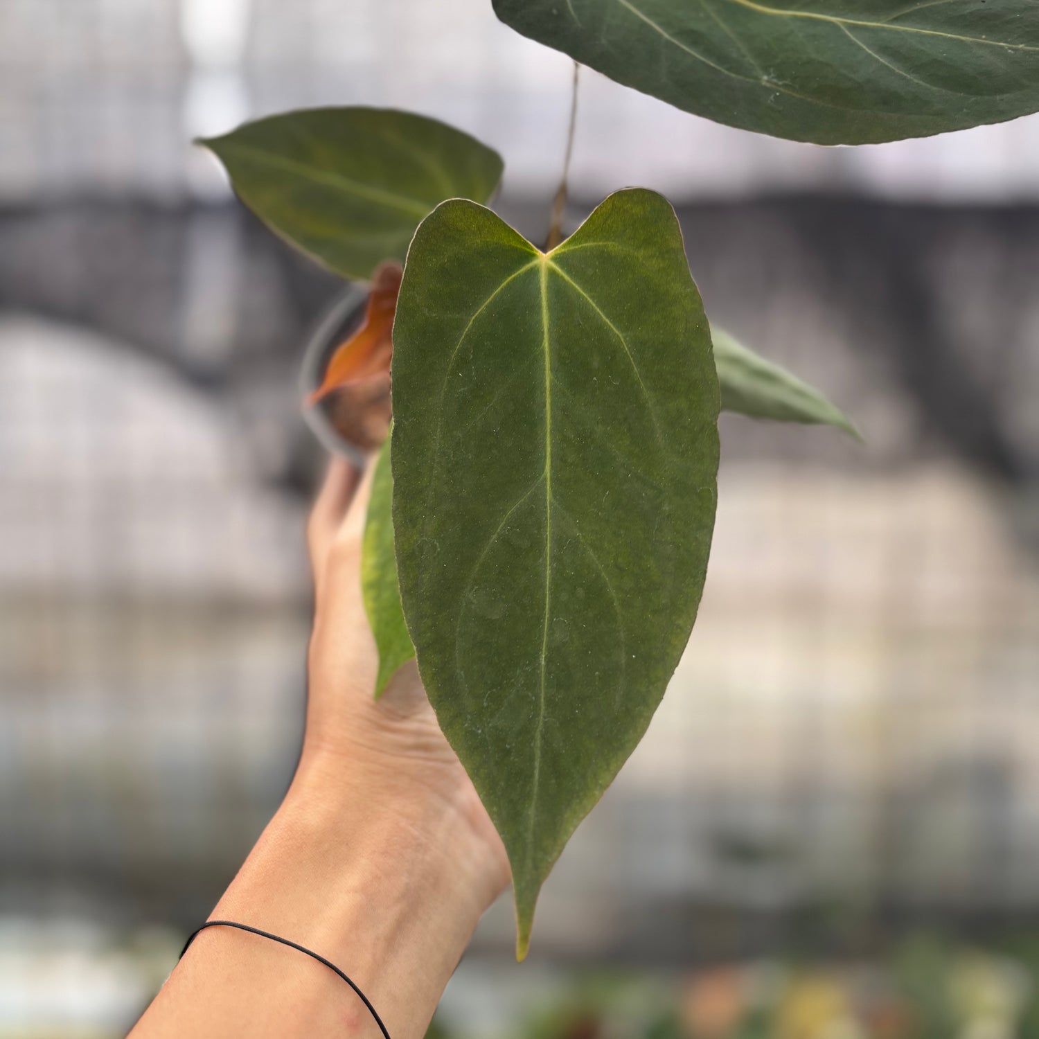 RP2-8 Anthurium Fortsherman x GOG
