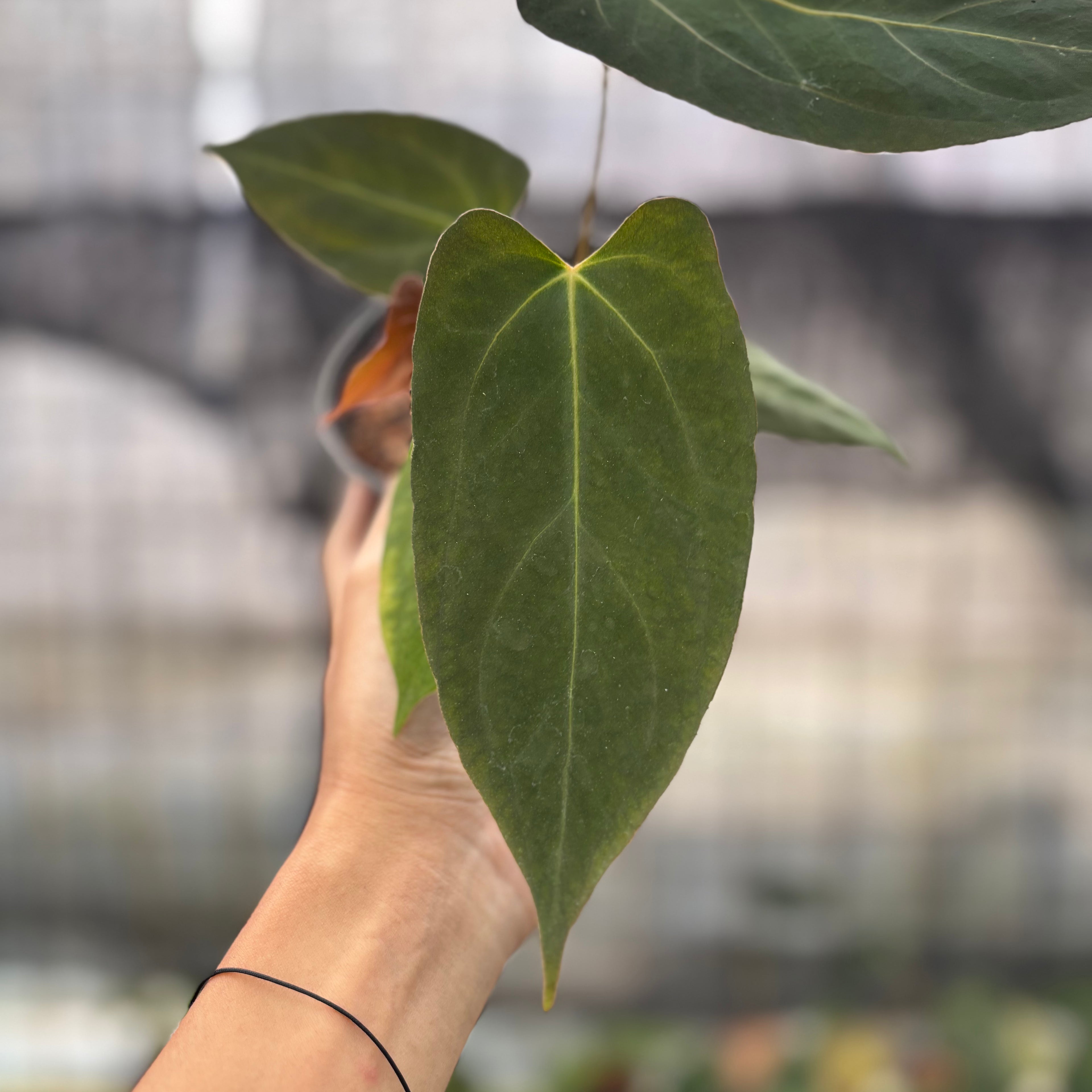 RP2-8 Anthurium Fortsherman x GOG