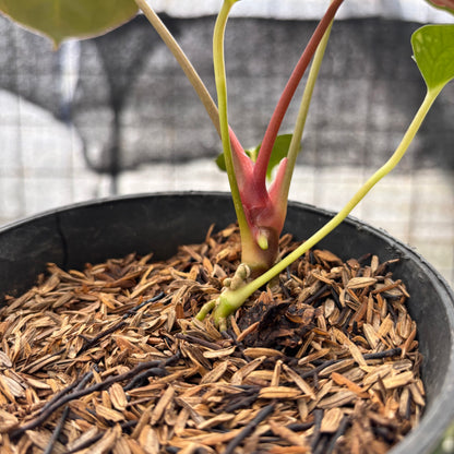 RP2-8 Anthurium Fortsherman x GOG