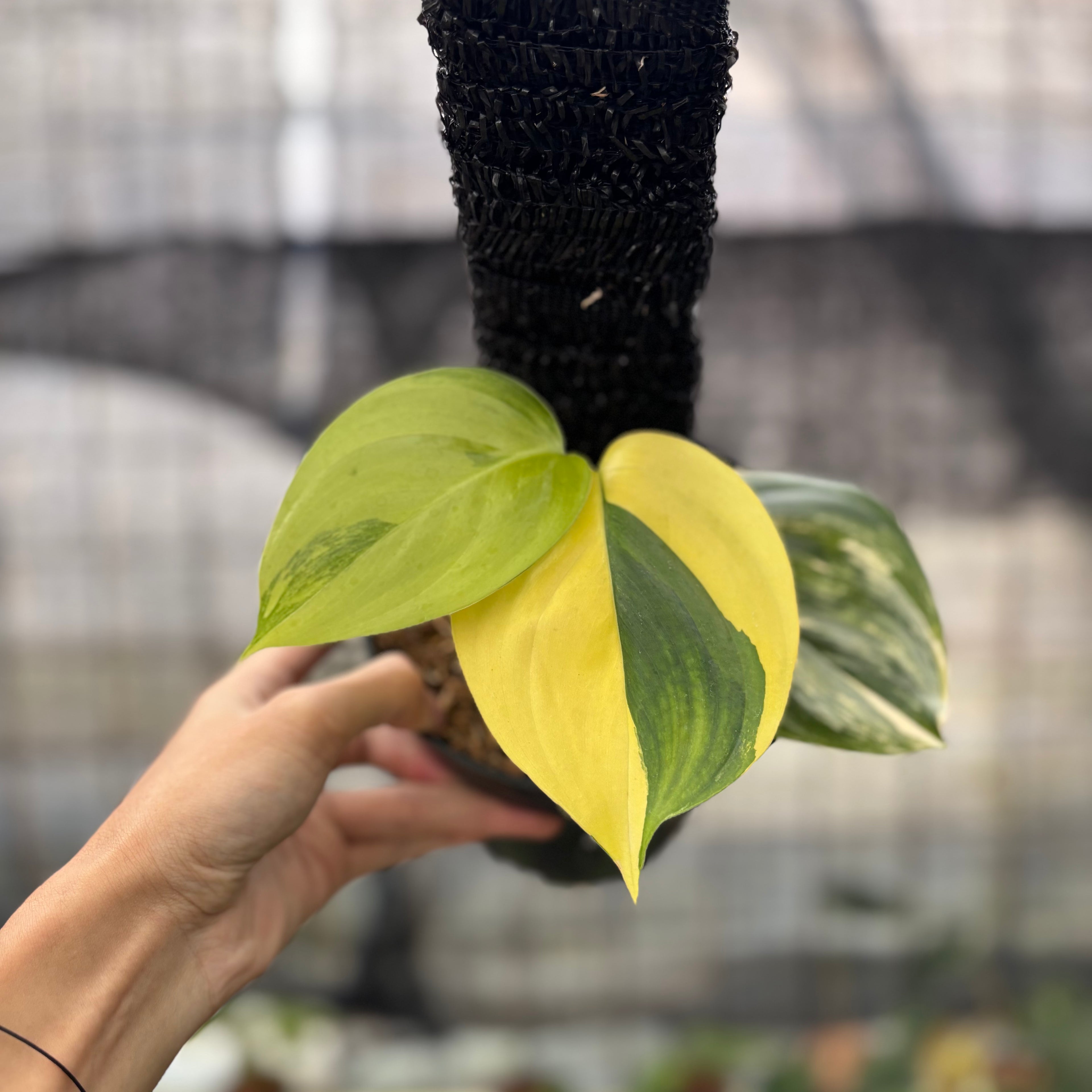 RP3-8 Scindapsus Moonlight Aurea