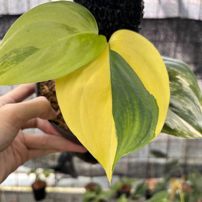 RP3-8 Scindapsus Moonlight Aurea