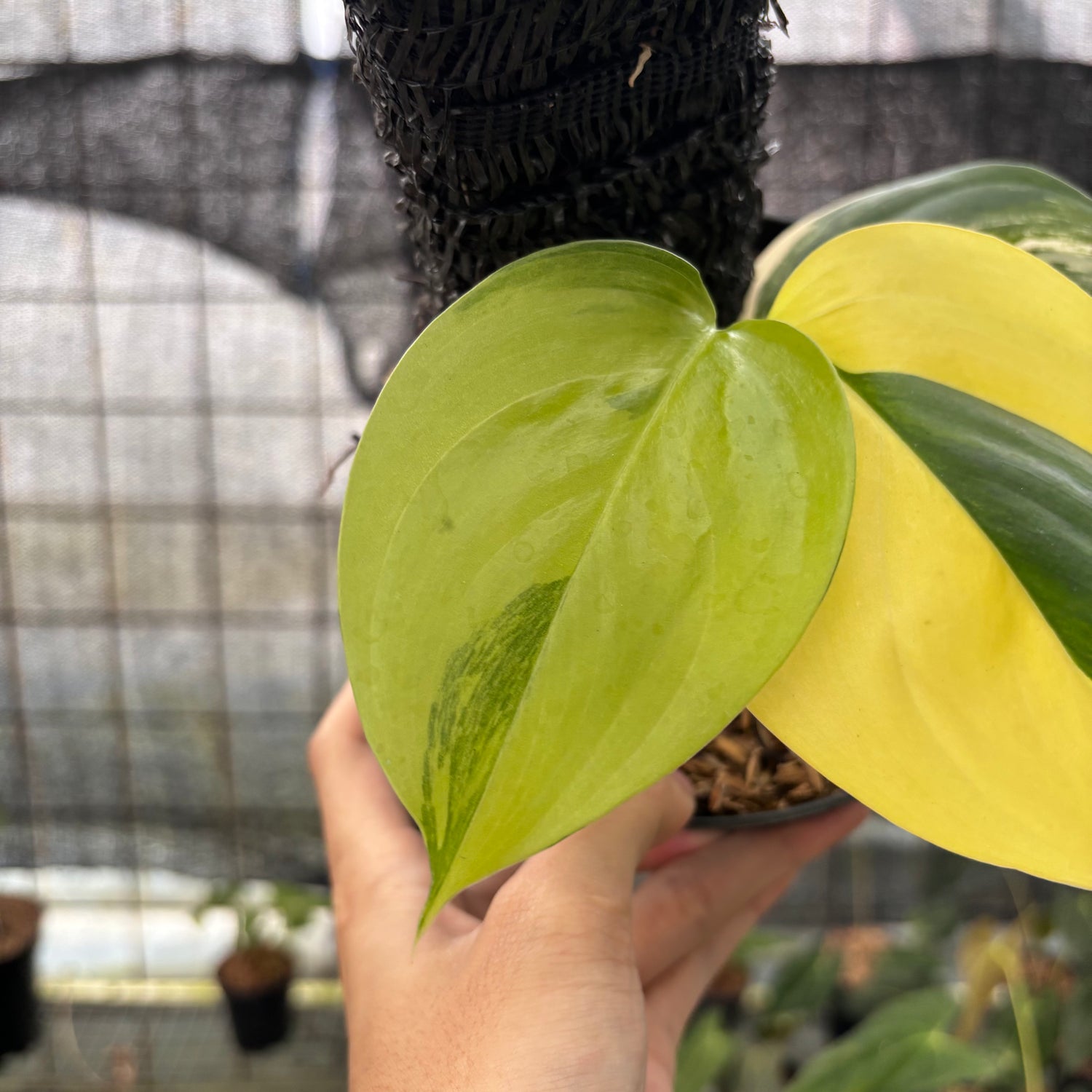 RP3-8 Scindapsus Moonlight Aurea
