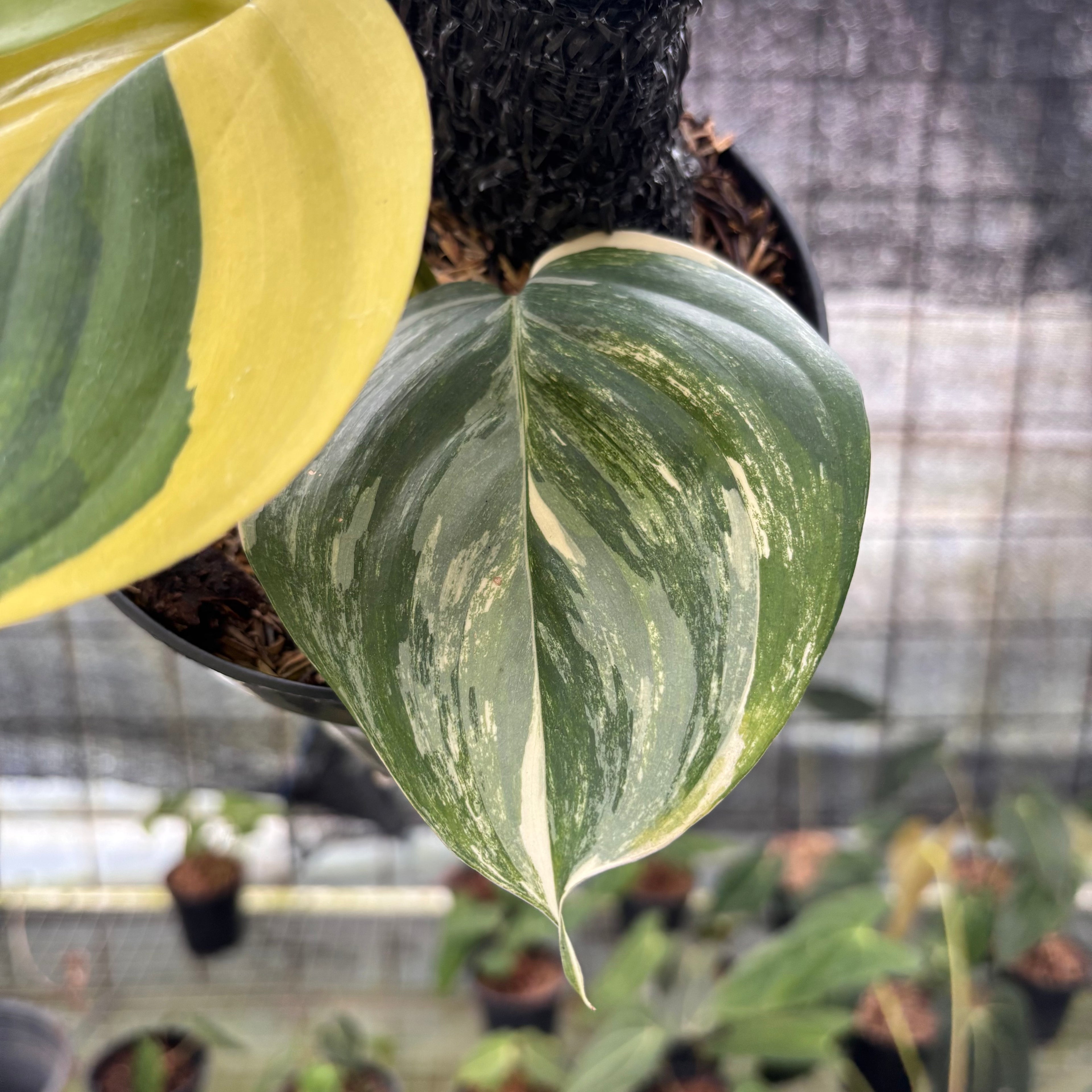 RP3-8 Scindapsus Moonlight Aurea