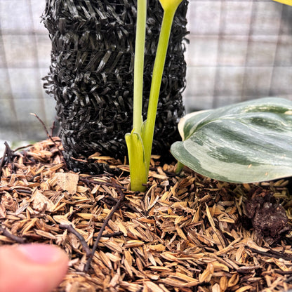 RP3-8 Scindapsus Moonlight Aurea