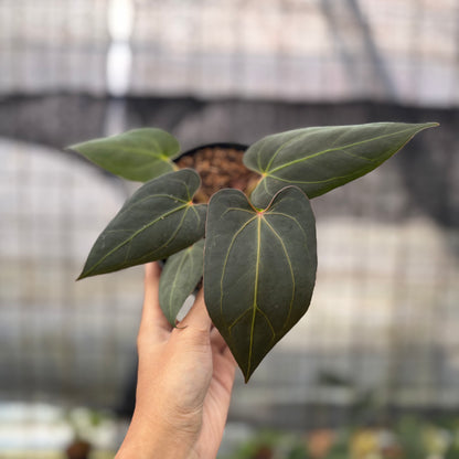 RP4-8 Anthurium Red Spider x Papillilaminum Selected