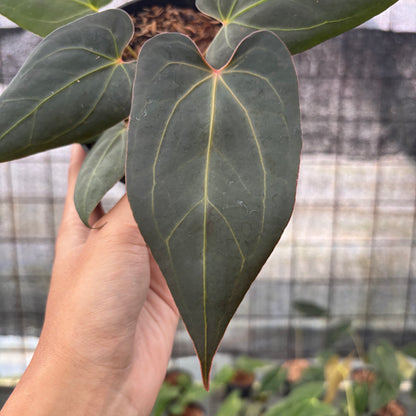 RP4-8 Anthurium Red Spider x Papillilaminum Selected