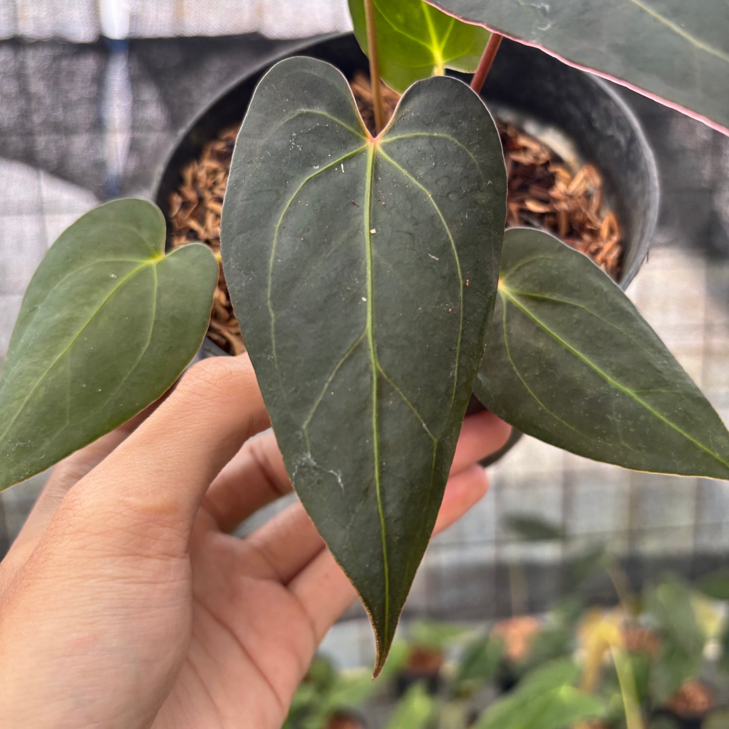 RP4-8 Anthurium Red Spider x Papillilaminum Selected