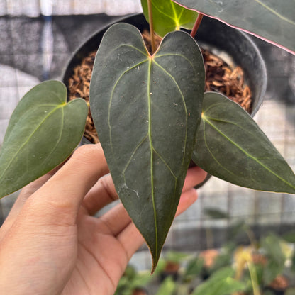 RP4-8 Anthurium Red Spider x Papillilaminum Selected