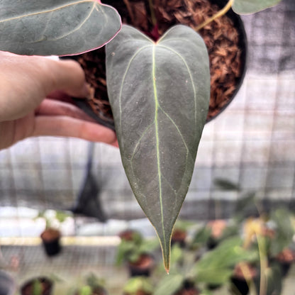 RP4-8 Anthurium Red Spider x Papillilaminum Selected