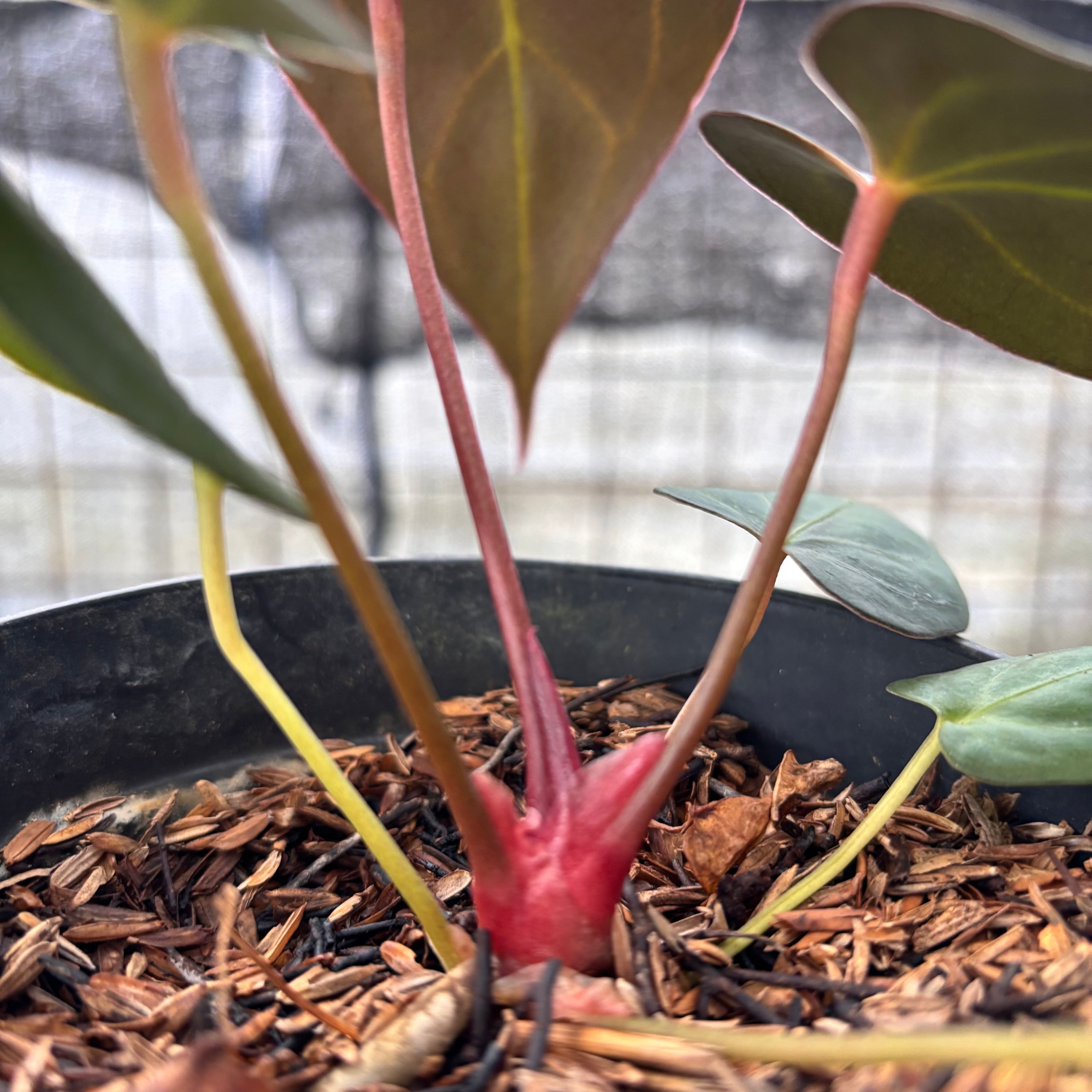 RP4-8 Anthurium Red Spider x Papillilaminum Selected