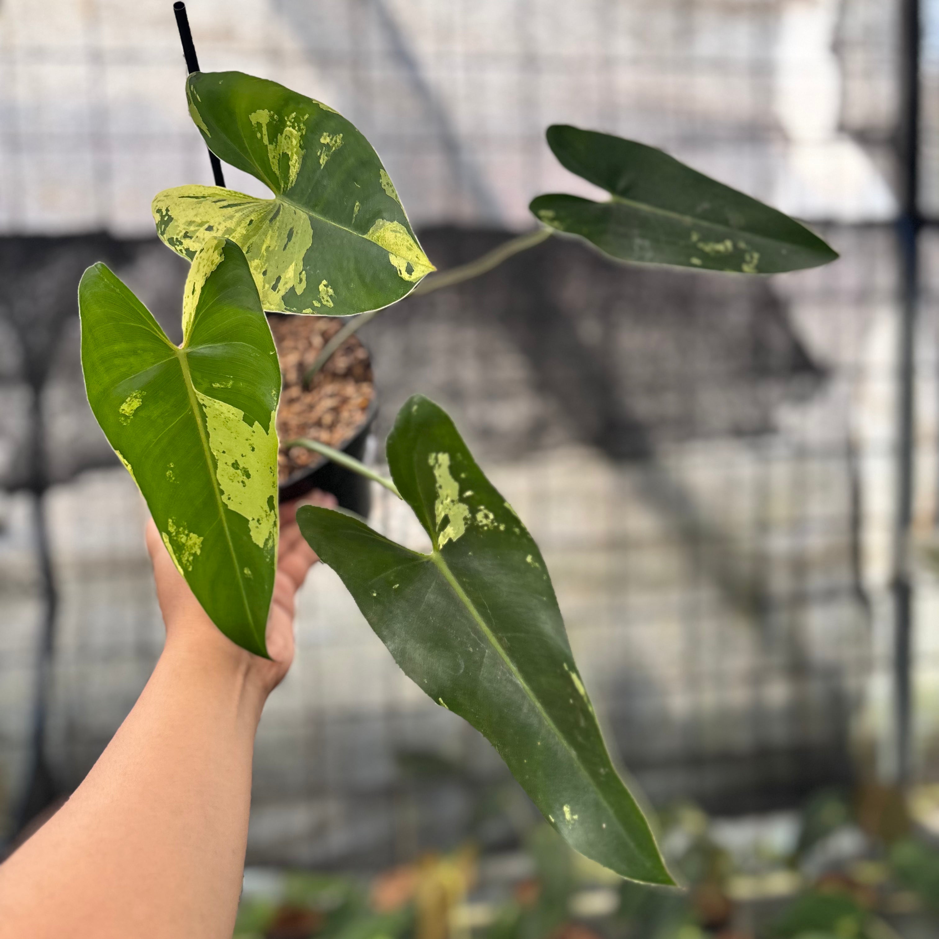 RP5-8 Philodendron Ilsemani Variegated