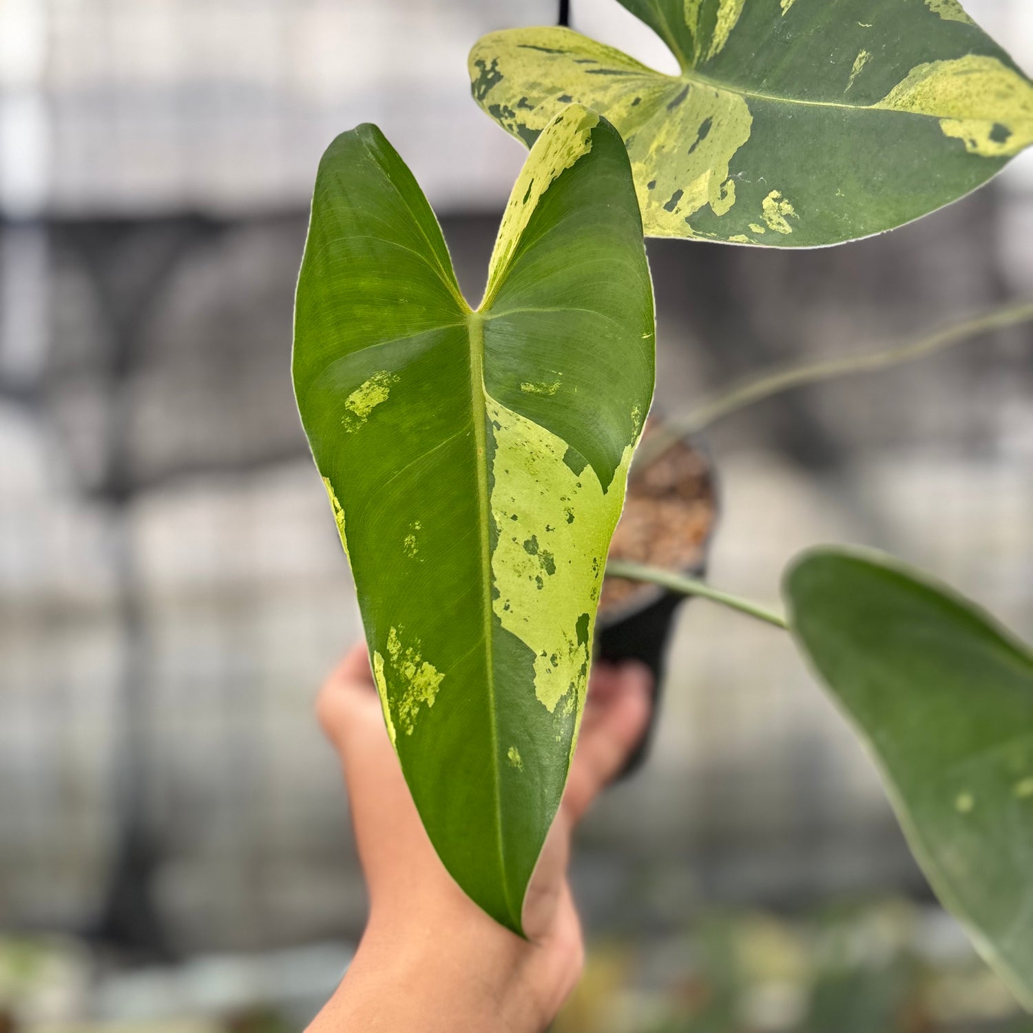 RP5-8 Philodendron Ilsemani Variegated