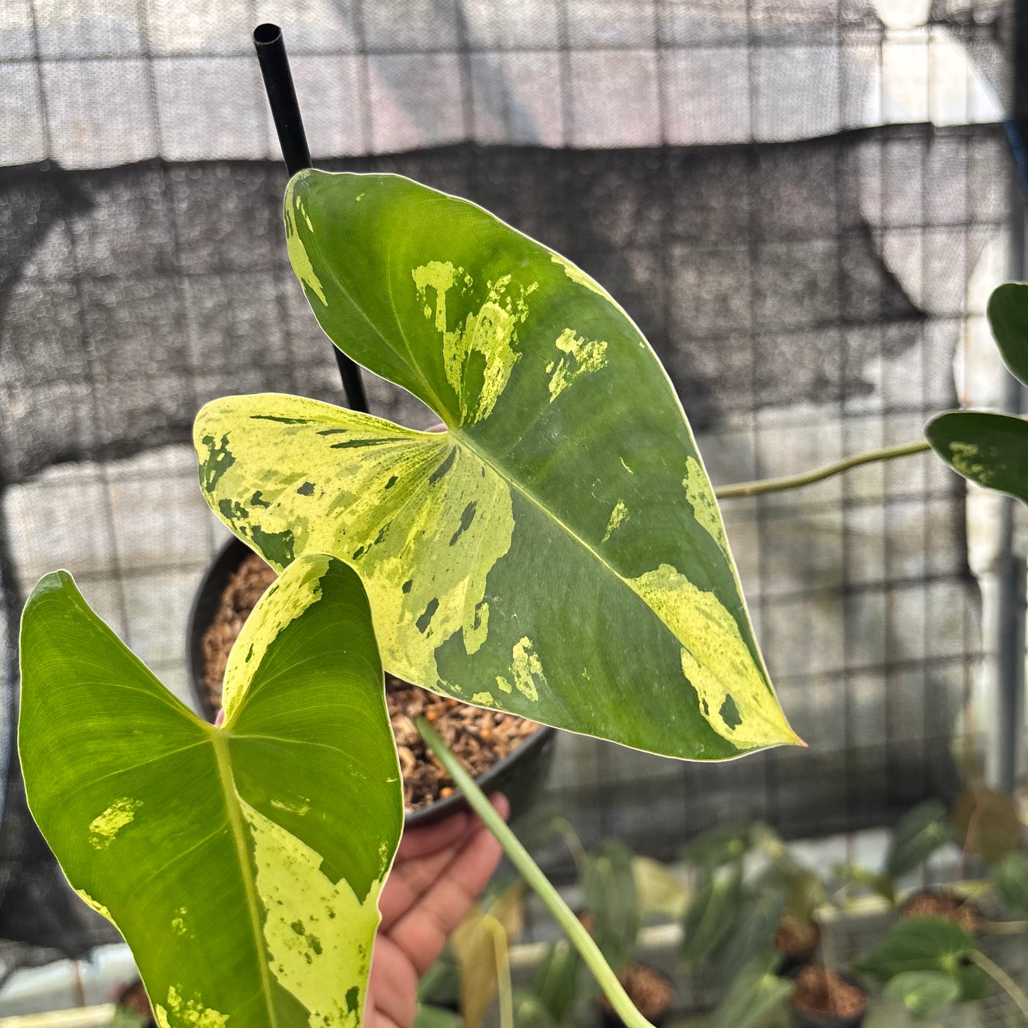 RP5-8 Philodendron Ilsemani Variegated