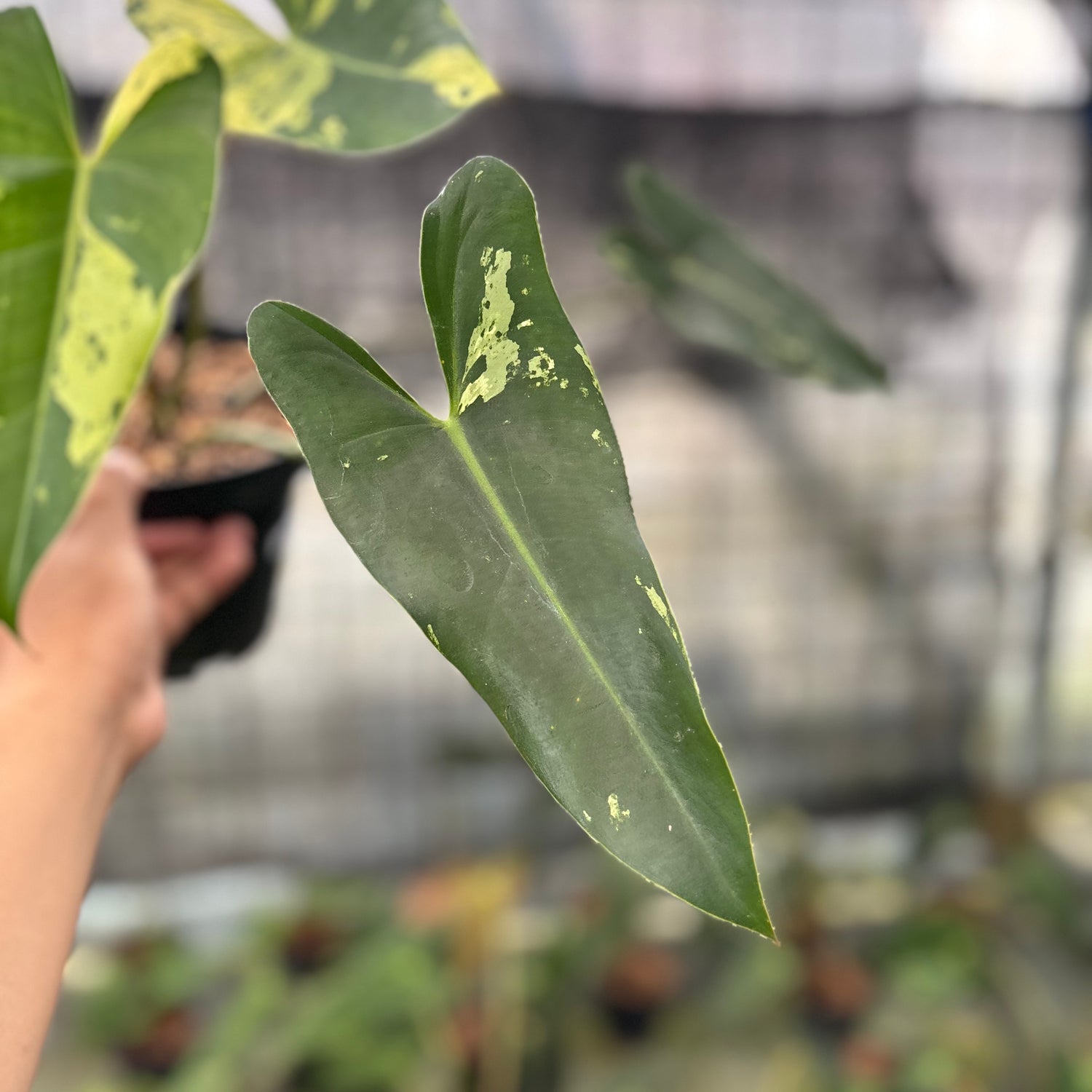 RP5-8 Philodendron Ilsemani Variegated