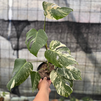 RP6-8 Monstera Albo Variegated