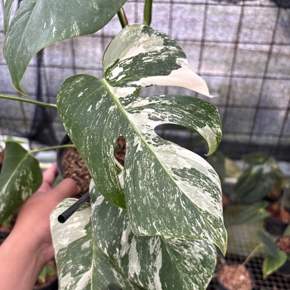 RP6-8 Monstera Albo Variegated
