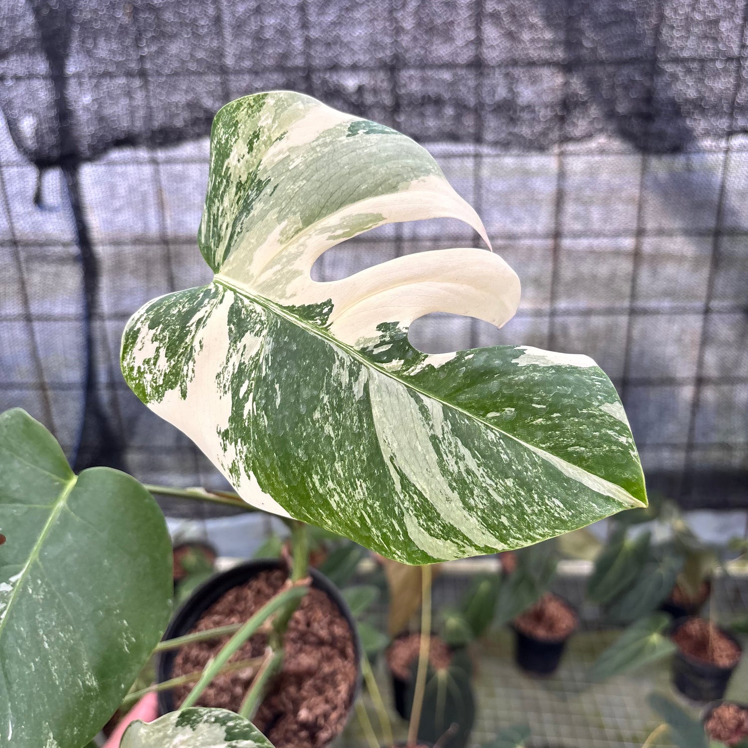 RP6-8 Monstera Albo Variegated