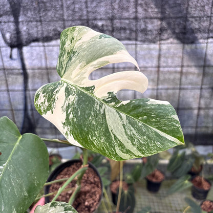 RP6-8 Monstera Albo Variegated