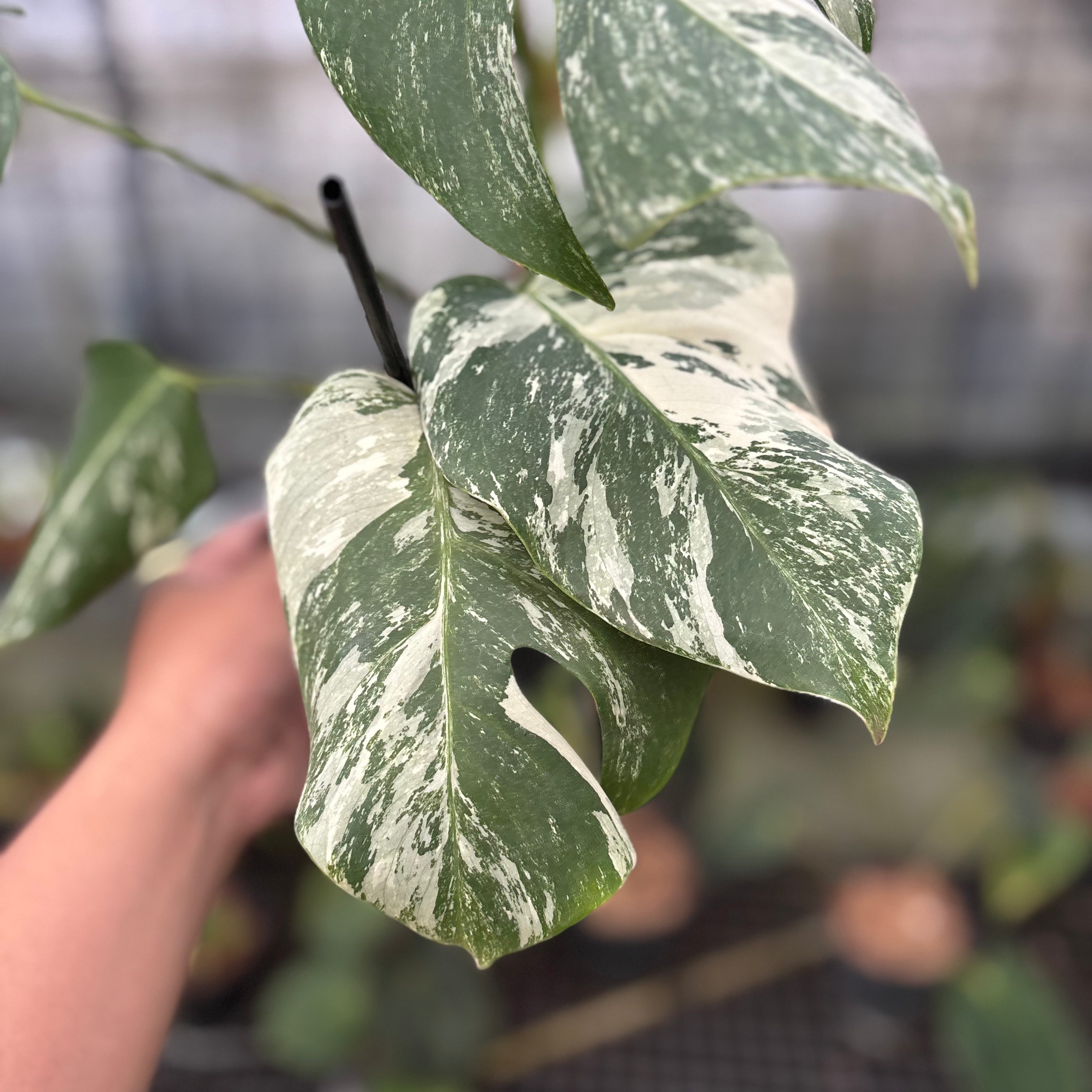 RP6-8 Monstera Albo Variegated