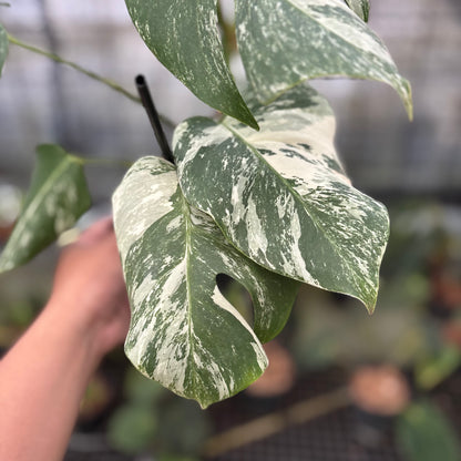 RP6-8 Monstera Albo Variegated
